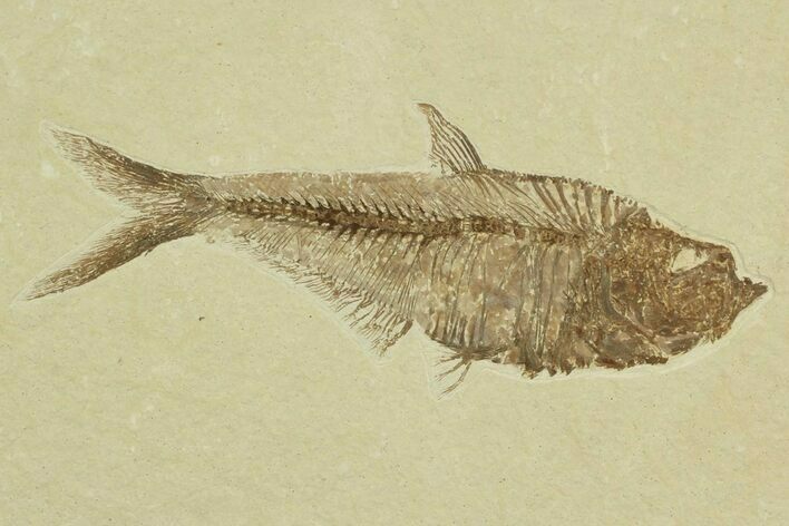 Detailed, Diplomystus Fossil Fish - Wyoming #92888